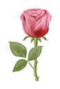 Awesome Beautiful Realistic Pink and White Rose Flower Vector Design