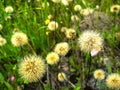 Awesome beautiful seedhead of Taraxacum dandelion in sunlight on the background of green grass Royalty Free Stock Photo