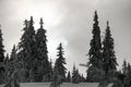 awesome beautiful view on snowy forest of evergreen snow-covered fir trees Royalty Free Stock Photo