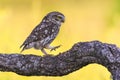 Awesome bird Little owl Athene noctua from region Castilla-La Mancha in Spain.