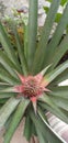 Awesome blooming pineapple flower