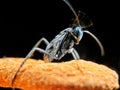 This is an awesome blue-eyed wasp