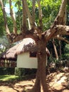 Awesome bungalow and Hotel and Resort in the Jungle Royalty Free Stock Photo