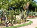 Awesome cactuses and succulents in Botanical garden Tete d or in Europe, Lyon, France. Collection of cactus and succulents in sann