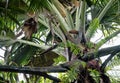 The awesome coco-de-mer (Lodoicea maldivica) is a giant of the plant world Royalty Free Stock Photo