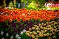 Awesome colorful field of red-yellow, dark violet tulips from Tulip Festival