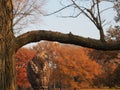 Amazing eagle in NY. Royalty Free Stock Photo