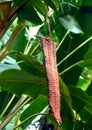 Awesome Firecracker Heliconia