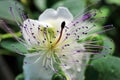 Awesome flowering. Macrophotography of caper flower. Royalty Free Stock Photo