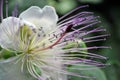 Awesome flowering. Macrophotography of caper flower. Royalty Free Stock Photo