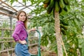 Awesome girl standing on the ladder near the papaya