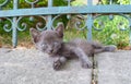 Awesome gray cat with blue eyes cub on a blue fence
