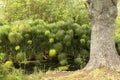 Awesome Green Sceneries of Natural Reserve of Ciane River in Syracuse, Sicily, Italy.