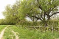 Awesome Green Sceneries of Natural Reserve of Ciane River in Syracuse, Sicily, Italy.