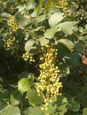 An awesome holy tri-leaved evergreen plant of `Tungla` local name with green bunches of very small fruits