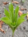 An awesome image of a beautiful and fresh green plant. Royalty Free Stock Photo