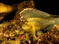 Awesome Leaf scorpionfish found at a Puert Galera wreck dive in the Philippines Royalty Free Stock Photo