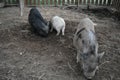 Awesome litle pig family