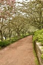 Cool path of flowering trees Royalty Free Stock Photo
