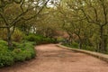 Awesome path of flowering t6rees Royalty Free Stock Photo