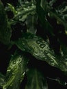 Awesome plant with fresh green - Calathea Rufibarba