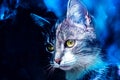 Awesome portrait of ash cat in blue outer space