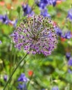 Awesome Purple Allium Bloom Bursting From Soft Focus Garden