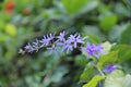 Awesome purple flower in the garden