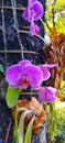 Awesome purple orchid part three