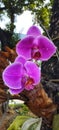 Awesome purple orchid part two