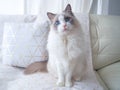 Adorable Ragdoll cat with beautiful cushion. Royalty Free Stock Photo