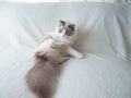 Adorable Ragdoll cat with long fluffy grey tail. Royalty Free Stock Photo