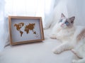 Adorable Ragdoll cat with a world map. Royalty Free Stock Photo