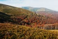 Awesome red beerch forest on Carpathian mountains. Royalty Free Stock Photo