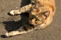 Awesome red cat with green eyes lying on the pavement Royalty Free Stock Photo