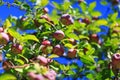 Awesome red organic apples hanging from a tree branch in an autumn apple orchard. Great picture of ripe apples in farmer meadow r Royalty Free Stock Photo