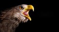 Awesome screaming eagle.