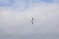 Awesome shot of a bird while flying