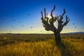 Old solitary tree in the middle of the lavender fields Royalty Free Stock Photo