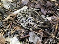 Awesome Southern Leopard Frog - Lithobates sphenocephalus in Morgan County Alabama USA