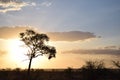 Awesome sunset in Kruger Royalty Free Stock Photo