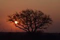 Awesome sunset in Kruger Royalty Free Stock Photo