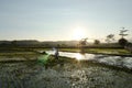 Awesome sunset from the rice fields