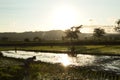 Awesome sunset from the rice fields