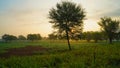 Awesome sunset shot over acacia tree. Countryside