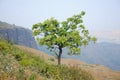 Awesome tree on the mountain range Royalty Free Stock Photo