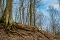 An awesome tree on Parnas mountain in Tsarskoe Selo, Pushkin, Sa