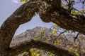 Awesome view of highest peaks of the High Atlas over a beautiful tree in the foreplane