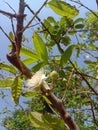 An awesome view of small guavas with white flowers.