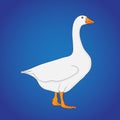 Awesome White Duck Vector image